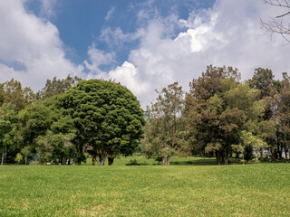 Calm tropical park in Indonesia with lush greenery and soft sunlight, great for eco campaign visuals and travel photography