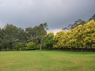 Wide open tropical field with dense trees under cloudy weather, perfect for eco, landscape, and outdoor visuals.