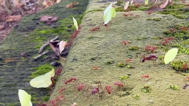4k macro video footage of exotic red leafcutter ants walking vertically and horizontally  on a wall, carrying leaves  to their nests to farm fungus