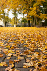 Yellow autumn leaves scattered on pavement in city park. Ground level view of fallen foliage and seasonal change.