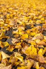 Dry yellow autumn leaves covering pavement. 