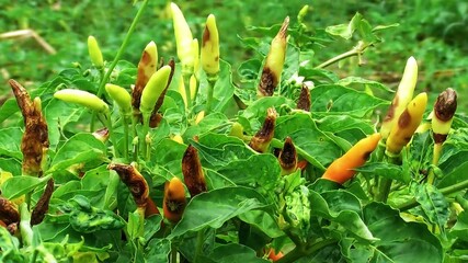 Chili plants affected by anthracnose disease showing brown spots and fruit rot on young chili peppers in the garden