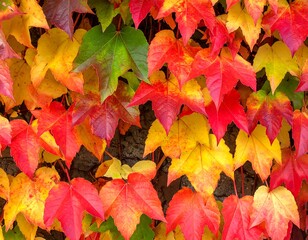 Close-up of vibrant autumn foliage in shades of red, orange, yellow, and green, displaying a colorful transition. The leaves are textured against a dark background