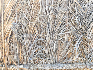 Natural texture of dried grass and reeds creating a rustic background for creative projects
