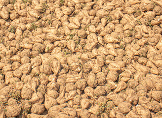 Large pile of freshly harvested sugar beets covered in soil