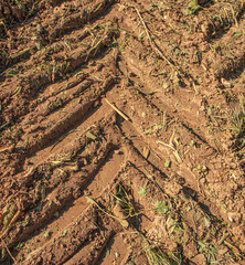 muddy tractor tire tracks on a harvested field