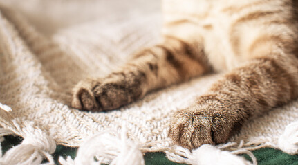cat’s paws resting on a soft woven blanket © Olga