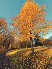 Promenade automnale dans un parc avec des arbres colorés et des feuilles mortes. L'automne au...