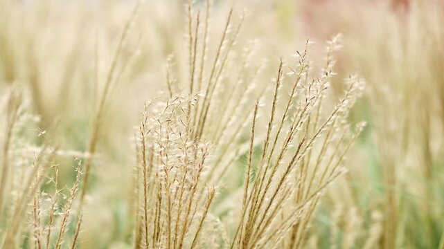 Some garden vegetation with flowers, stems and leaves swung by the wind.