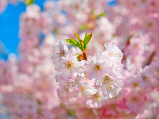 Close-up of pink flowers on a tree