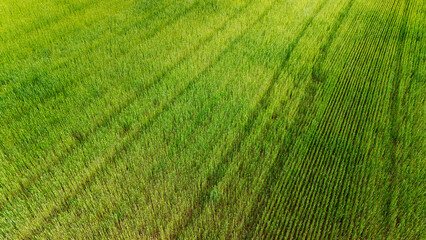 Aerial View of Lush Green Field with Crop Rows