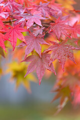 雨に濡れたカエデの美しい紅葉のクローズアップ1