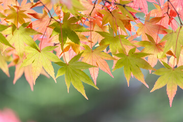 色づき始めたカエデの紅葉2