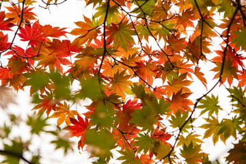 red autumn leaves
