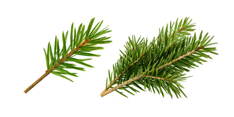 pine tree branch isolated on white  © Buffstock