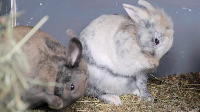Close-up video footage of a brown Agouti rabbit and a Tricolor Lionhead rabbit grooming themselves and gently touching each other inside a cage, highlighting animal care and companionship.