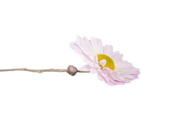 chrysanthemum flower on a long stem on a white background is insulated
