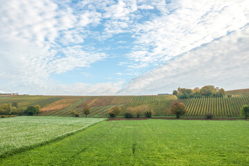 Weinberge mit Herbstfärbung vor blauem Himmel mit Wolkengebilden in Lauffen am Neckar.