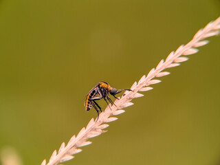 toxophora 
