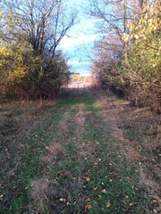 path in autumn forest