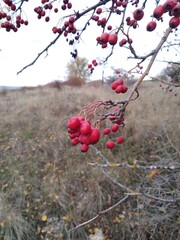 red berries in autumn
