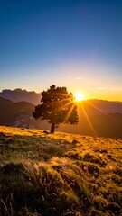 Golden sunrise light shining through a lone tree on a mountain top.