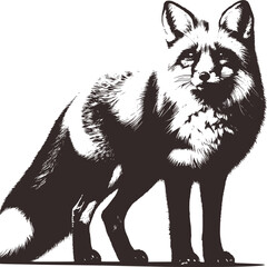 Fototapeta premium wolf head vector illustration in black and white snow background