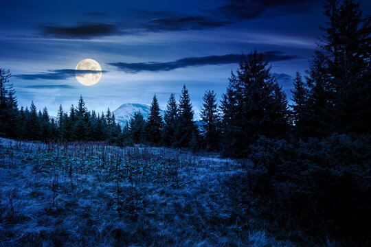fir trees on a meadow at night. scenic landscape with coniferous forest in mountains under starry sky in full moon light. mysterious alpine scenery with silhouettes for halloween background