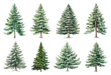 Obraz premium PNG Various evergreen tree illustrations, element set on transparent background