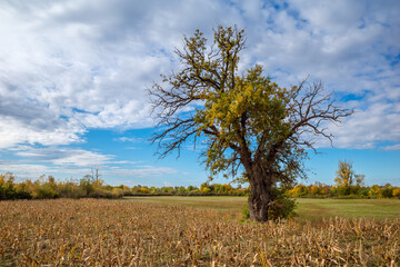 A gnarled, solitary tree with yellow-green autumn leaves stands in a harvested corn field, backed by a tree line and a wide blue sky with dramatic white clouds.
