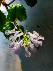 Flowers of plectranthus verticillatus, aka Swedish ivy