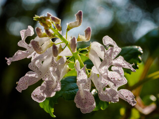 Flowers of plectranthus verticillatus, aka Swedish ivy