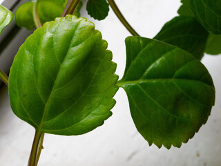 Leaves of plectranthus verticillatus, aka Swedish ivy