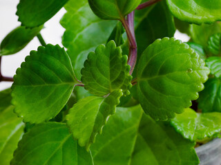 Leaves of plectranthus verticillatus, aka Swedish ivy