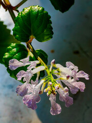 Flowers of plectranthus verticillatus, aka Swedish ivy