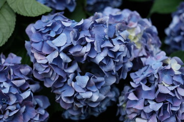 ハートの青い紫陽花