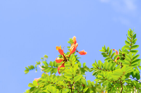 African tulip tree, bignoniaceae or Fire bell or Flame of the forest or Fountain tree or Spathodea campanulata or Syringe with orange flowers
