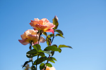 青空背景のオレンジピンクの花