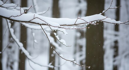 Snow-covered branches in a winter forest landscape.