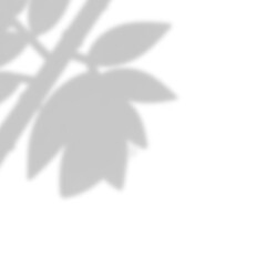 Soft Bamboo or Fine Leaves Corner Shadow Overlay