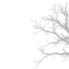 Bold Winter Bare Tree Shadow and Trunk Overlay