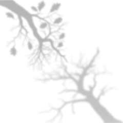 Bold Winter Bare Tree Shadow and Trunk Overlay