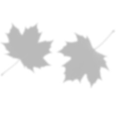 Large Soft Maple Leaf Shadow with Stem Overlay