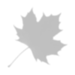 Large Soft Maple Leaf Shadow with Stem Overlay