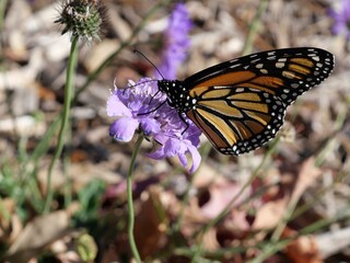 Close-up of Monarch Butterfly (Danaus plexippus) Feeding on Purple Flower in Autumn, Louisville, Colorado