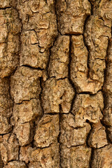 Texture of tree bark in the forest