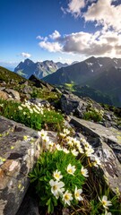 Beautiful white alpine wildflowers blooming on a rocky mountain slope.