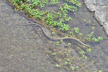 鴨川の縞蛇