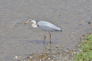 トンボを食べる青鷺
