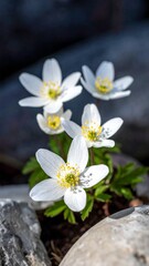 Delicate white wood anemone flowers blooming among rocks.